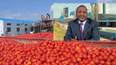 Photo de Le groupe Dangote  lance la plus grande usine de transformation de tomates en Afrique !